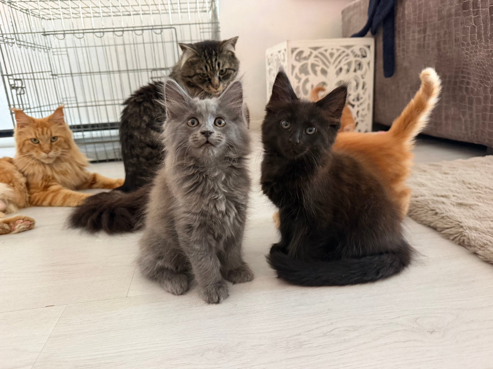 1 Blue Maine Coon kitten, 1 black smoke, Dieren en Toebehoren, Katten en Kittens | Raskatten | Langhaar, Meerdere dieren, Gechipt