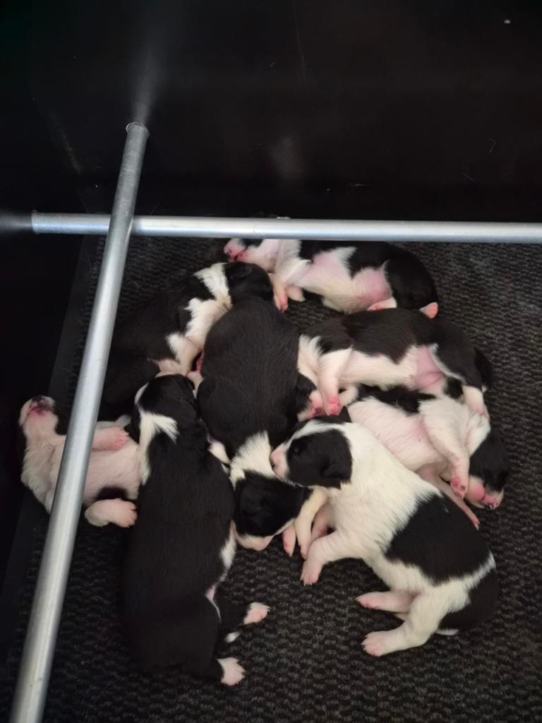 Border collie pups, Dieren en Toebehoren, Honden | Herdershonden en Veedrijvers, 8 tot 15 weken, Collie, Meerdere, Meerdere dieren