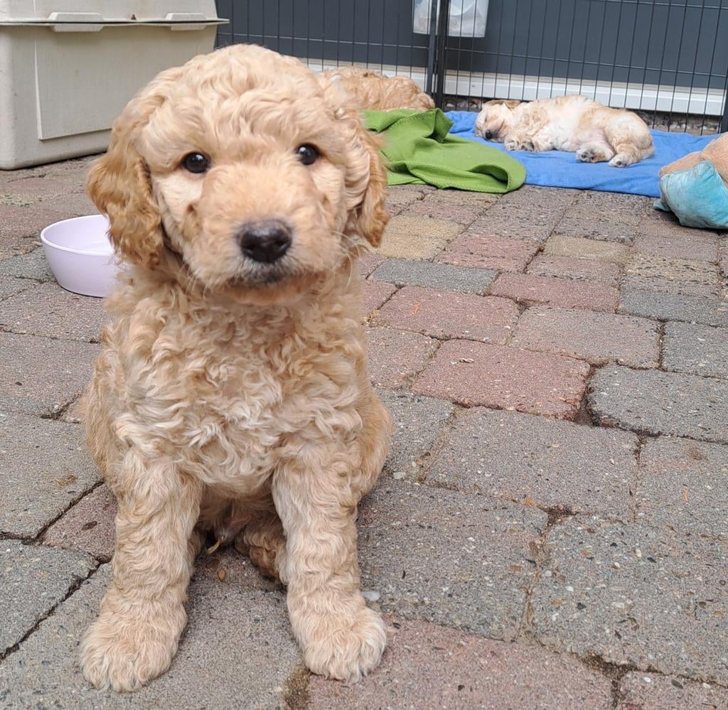 Medium Double Doodle Pups, Dieren en Toebehoren, Honden | Retrievers, Spaniëls en Waterhonden, Parvo, Overige rassen, 8 tot 15 weken