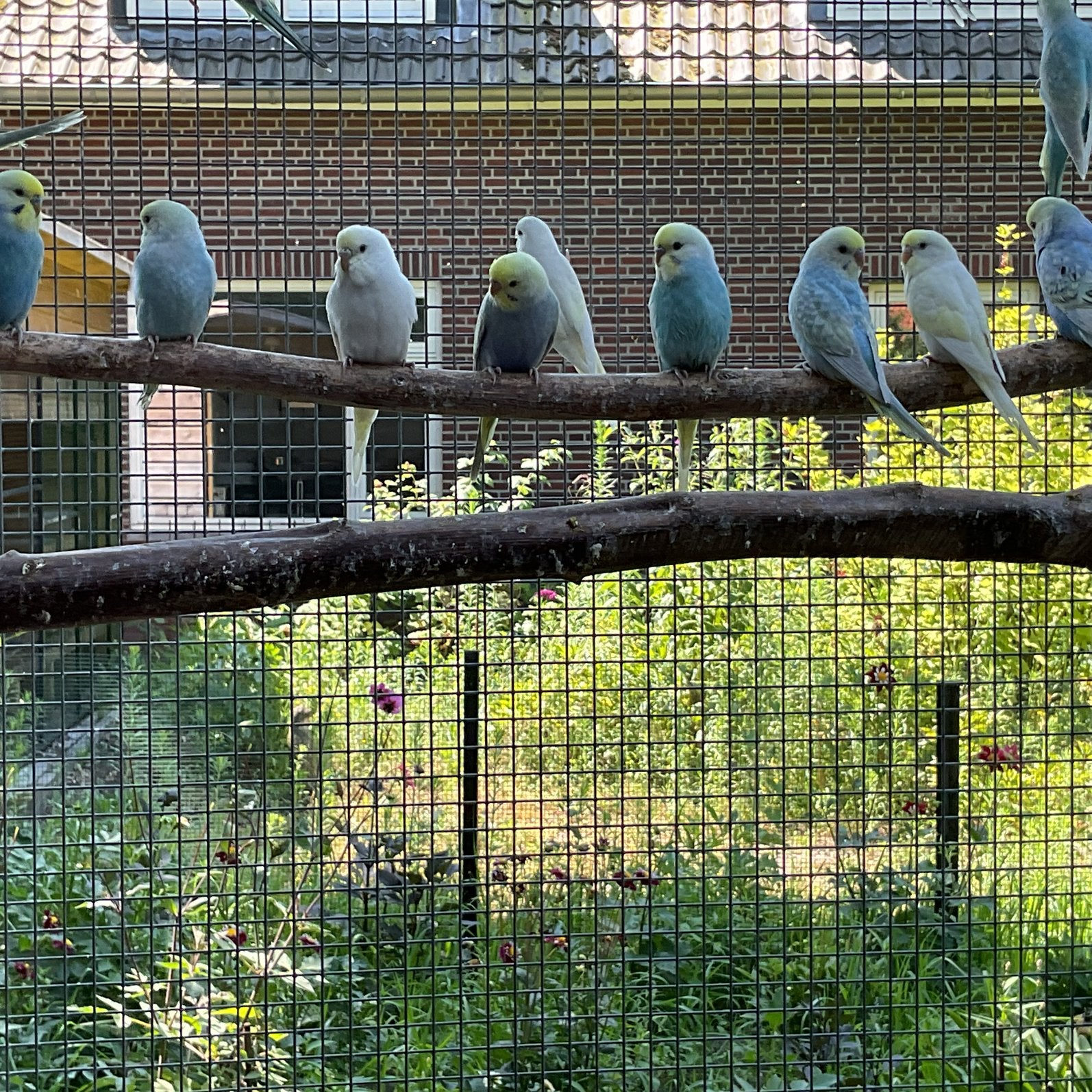 Te koop regenboog parkieten, Dieren en Toebehoren, Vogels | Parkieten en Papegaaien, Meerdere dieren, Parkiet