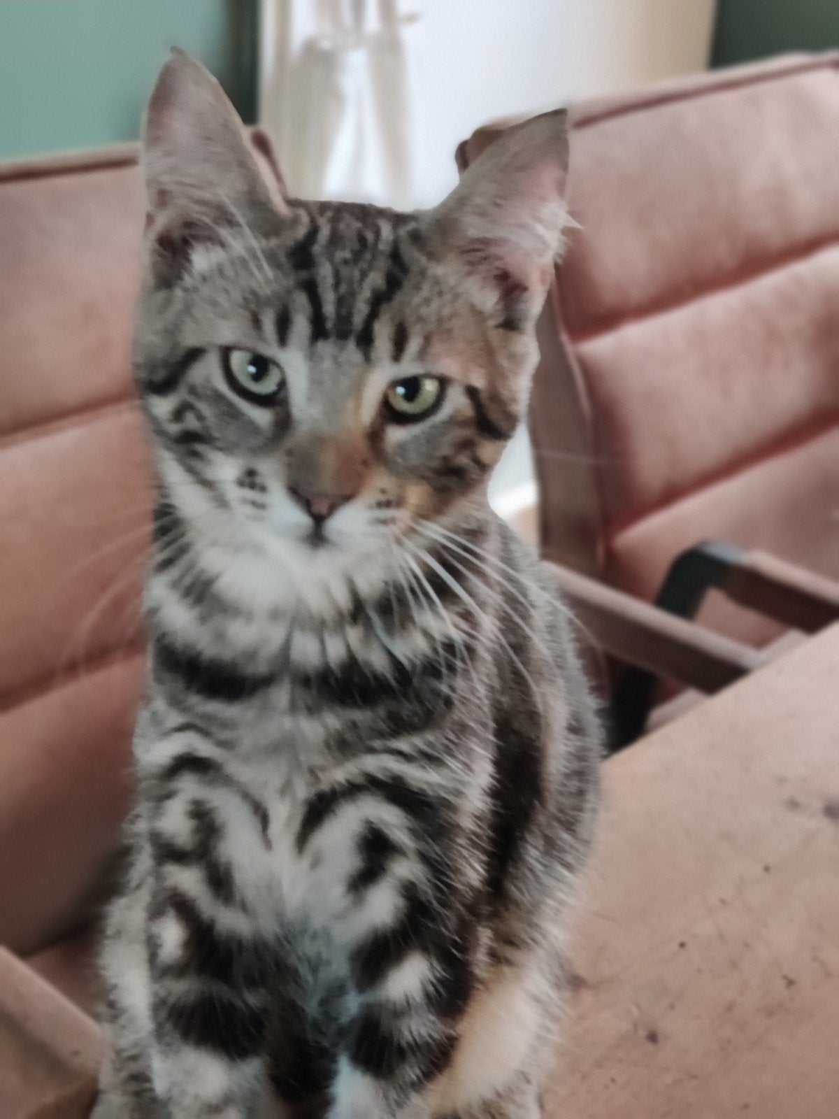75,% Maine Coon kittens, Meerdere dieren