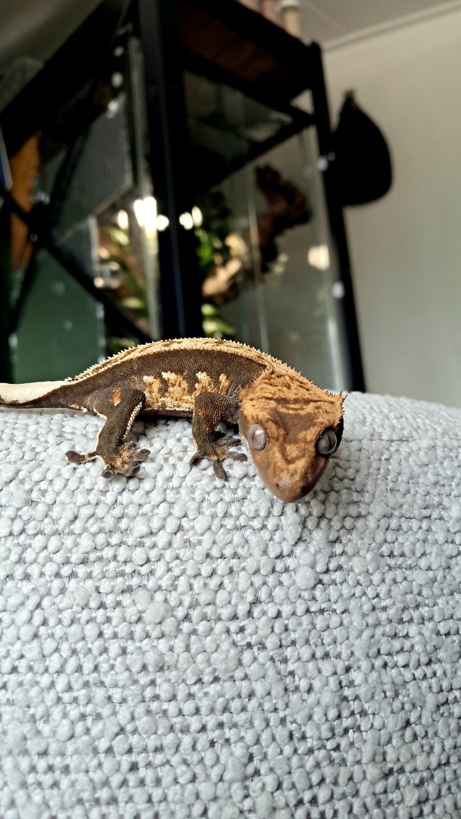 Wimpergekko (Correlophus ciliatus) Crested Gecko - female for sale from N.Kersten