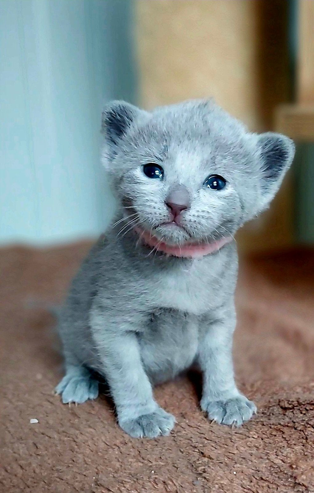 Blauwe Rus Kittens met Stammbom, Dieren en Toebehoren