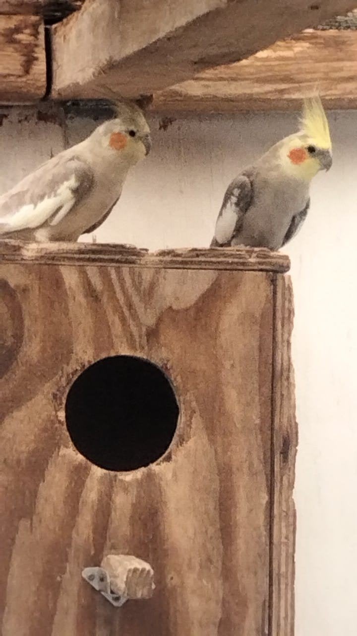 Valkparkieten 1 man 2 vrouw, Dieren en Toebehoren, Vogels | Parkieten en Papegaaien, Meerdere dieren, Parkiet