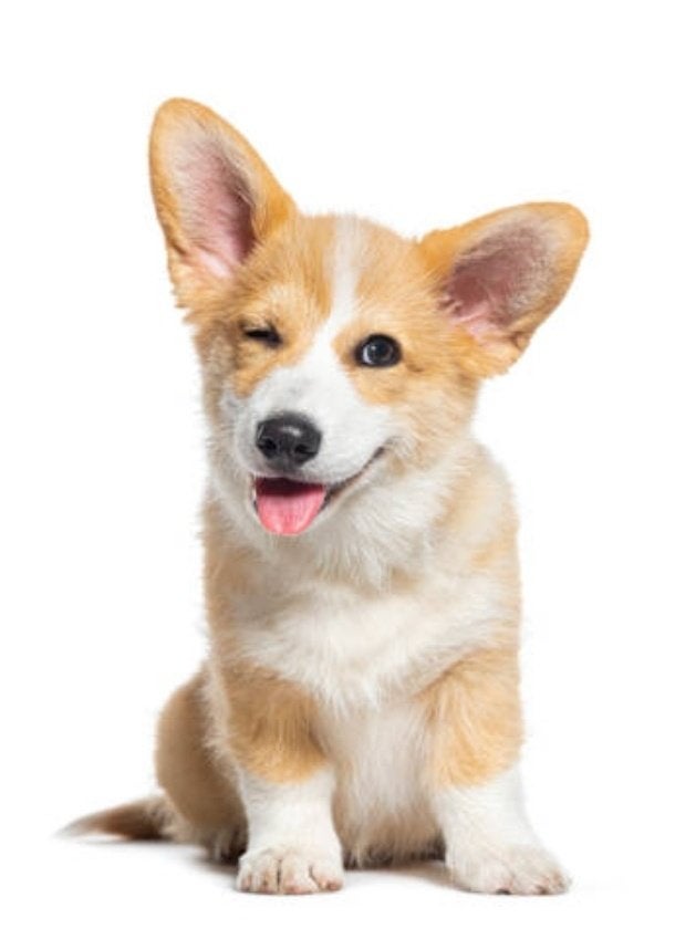 GEZOCHT: Super lief hondje, Teef, Eén hond, Klein, 3 tot 5 jaar
