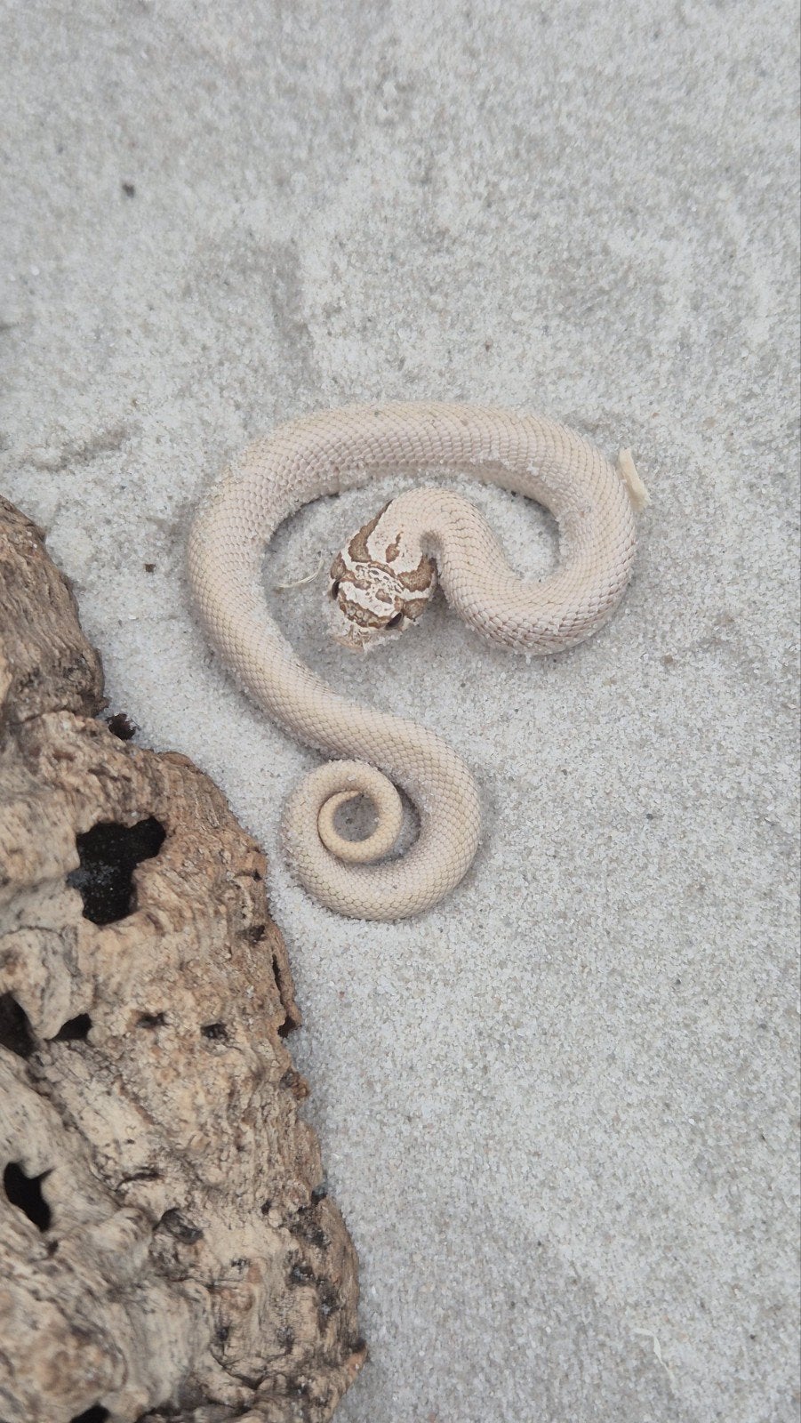 Haakneusslang toffeebelly Hognose Snake photo 3