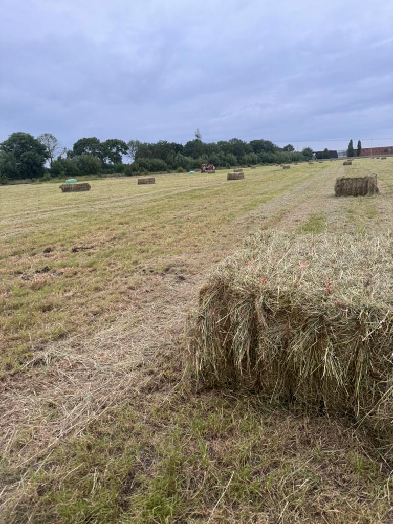Voordroog hooi in folie 1e snede nieuwe oogst 2026 paarden, Dieren en Toebehoren, Dierenvoeding, Ophalen of Verzenden, Vee