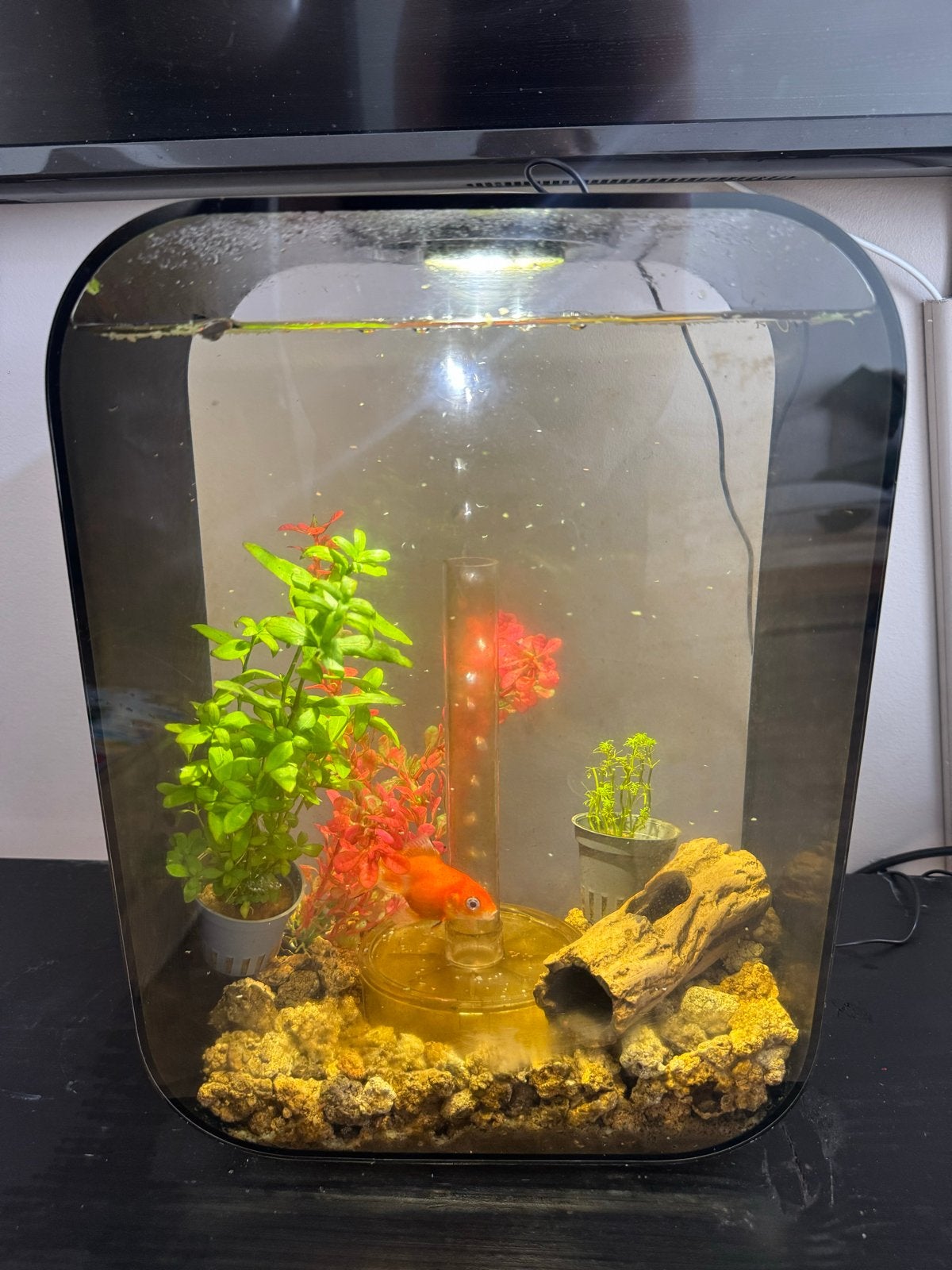 biOrb LIFE 30 liter aquarium, Ophalen, Gebruikt, Biorb, Overige merken