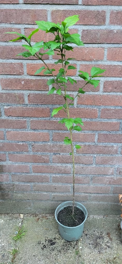 Hibiscus, Vaste plant, Halfschaduw, Zomer, Ophalen