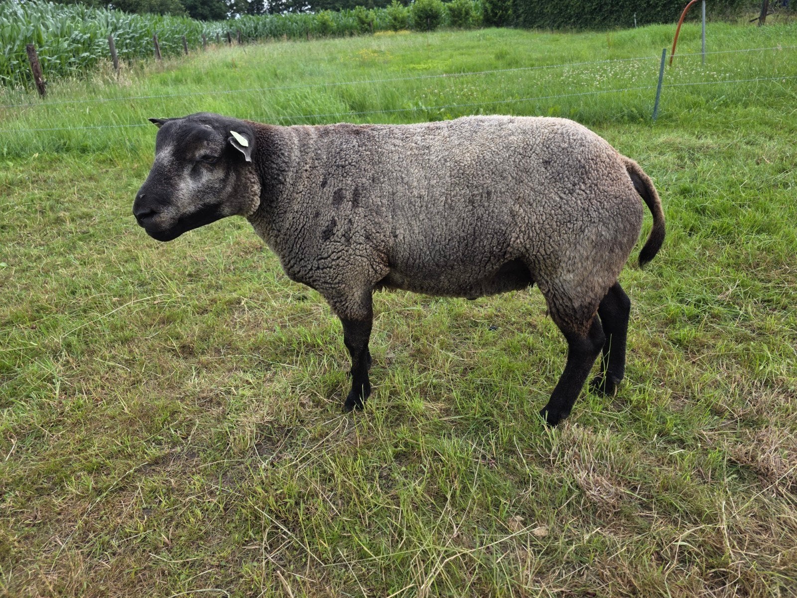 Blauwe texelaar ram, Dieren en Toebehoren, Mannelijk, Schaap