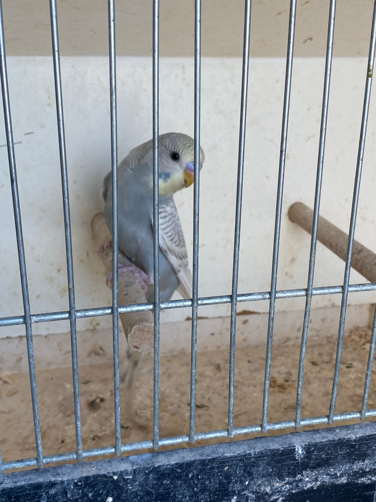 Jongen grasparkiet, Dieren en Toebehoren, Vogels | Parkieten en Papegaaien, Geslacht onbekend, Parkiet