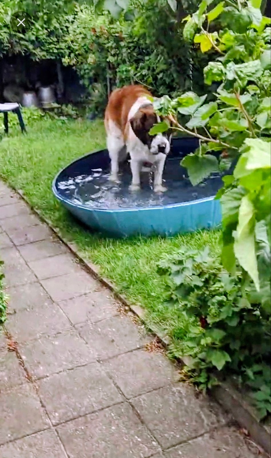 Honden zwembad XXXL uitvoering, Ophalen of Verzenden, Zo goed als nieuw