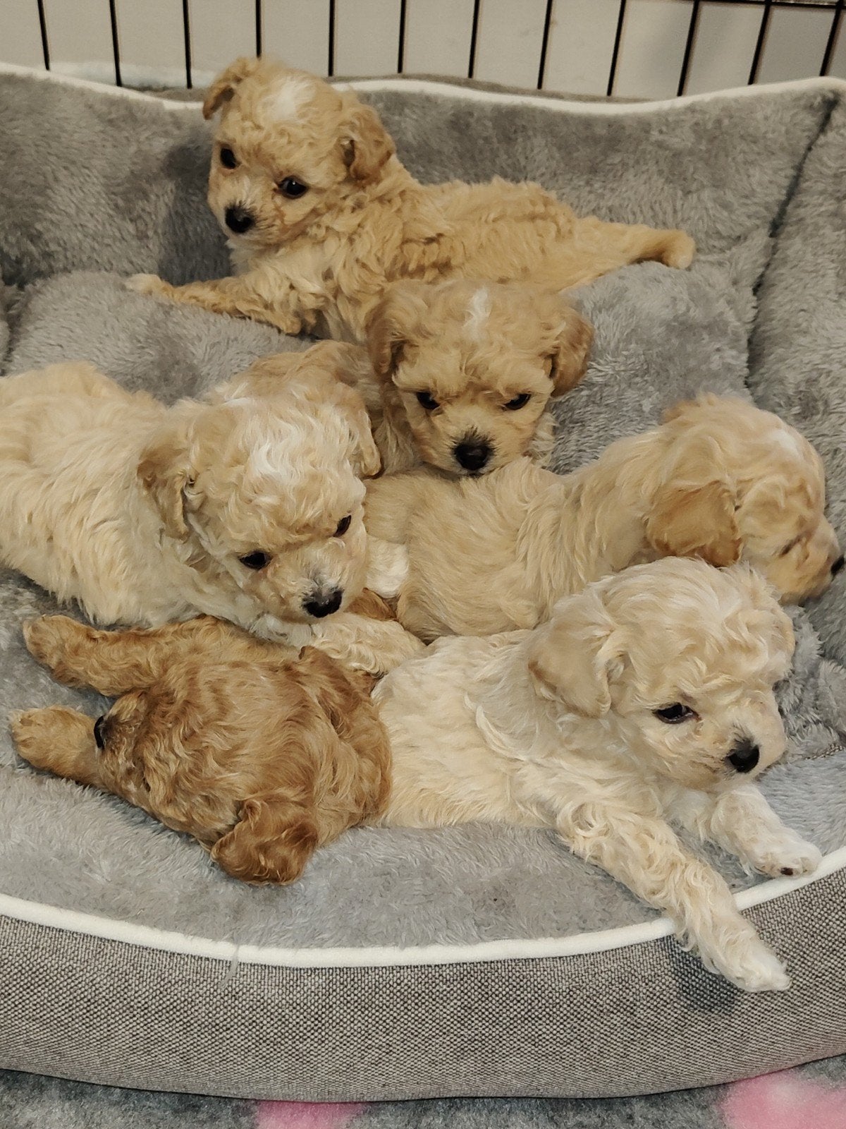 Poochon/Bischpoo pups, Overige rassen, 8 tot 15 weken, Meerdere, Meerdere dieren