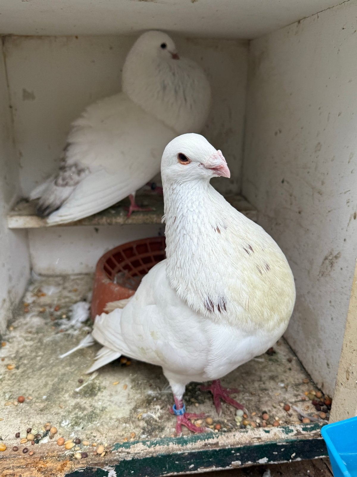 Canaria Taklaan tel duif, Dieren en Toebehoren, Vogels | Duiven, Vrouwelijk