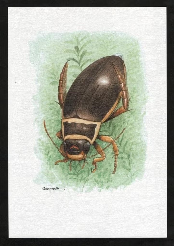 Geelgerande Watertor Dytiscus Marginalis Insect Kunstdruk., Ophalen of Verzenden, Zo goed als nieuw