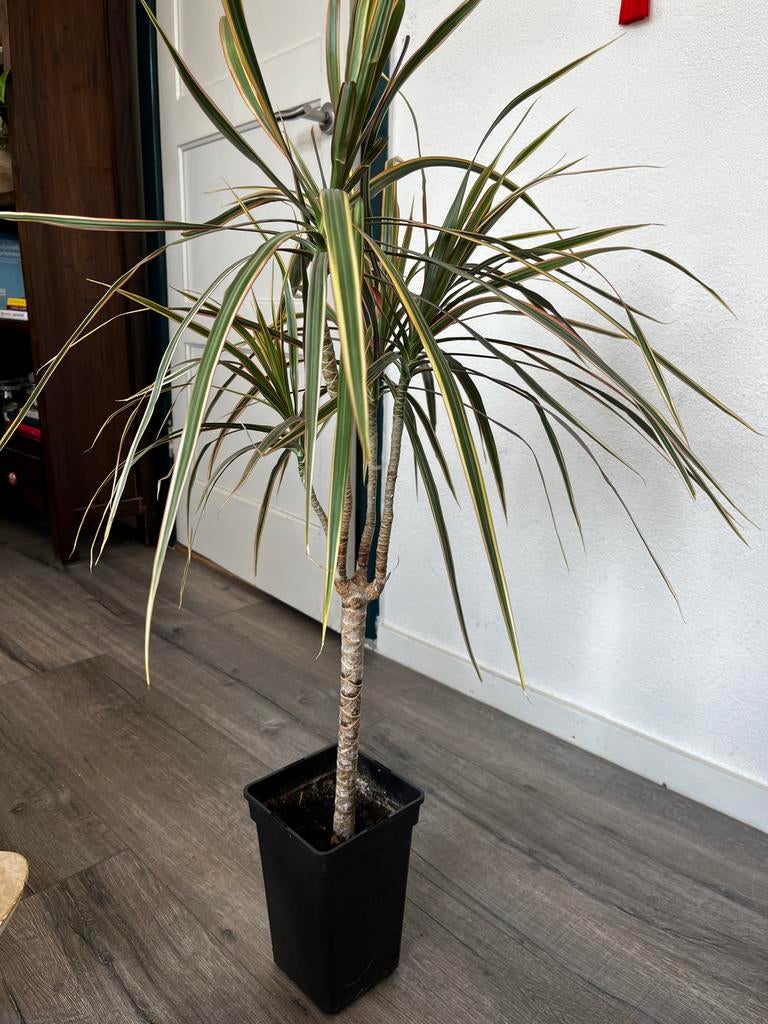 Mooie Dracaena kamerplant in pot, Ophalen