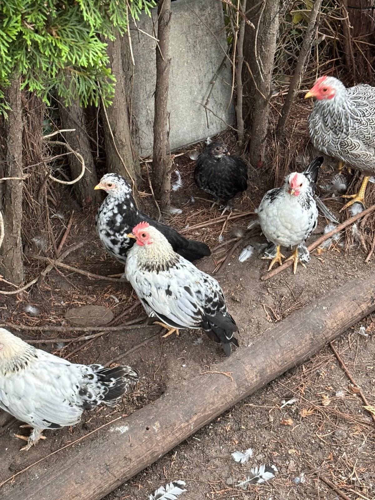 Lieve haantjes, kruising serama sabelpoot, Mannelijk, Kip