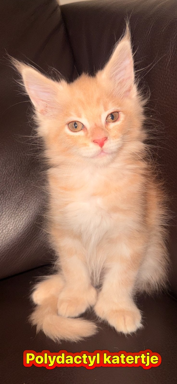 Raszuivere Maine coon kittens mogen gelijk met u mee, Meerdere dieren, Ontwormd, 0 tot 2 jaar