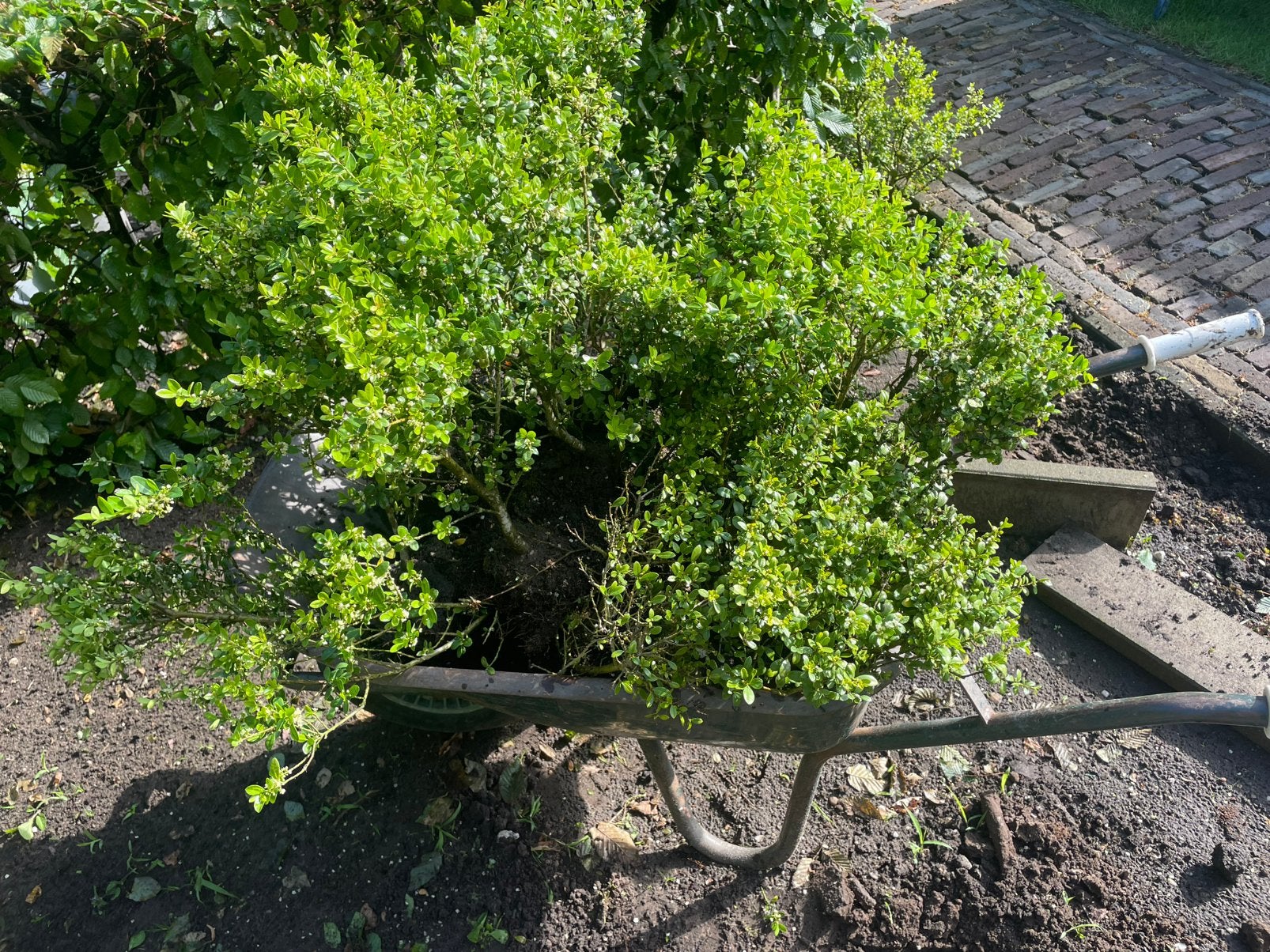 MOET NU WEG!! 23 ilex crenata plantjes, Tuin en Terras, Vaste plant, Bloeit niet, Halfschaduw, Ophalen