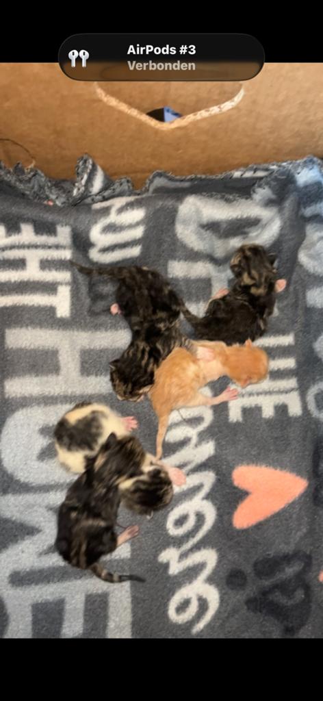 Kittens te koop reserveren, Dieren en Toebehoren, Katten en Kittens | Overige Katten, Meerdere dieren