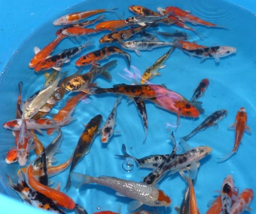 HQ Import koi 12 / 15 cm bij Koidream in Valburg, Dieren en Toebehoren, Vissen | Vijvervissen, Karper of Koi