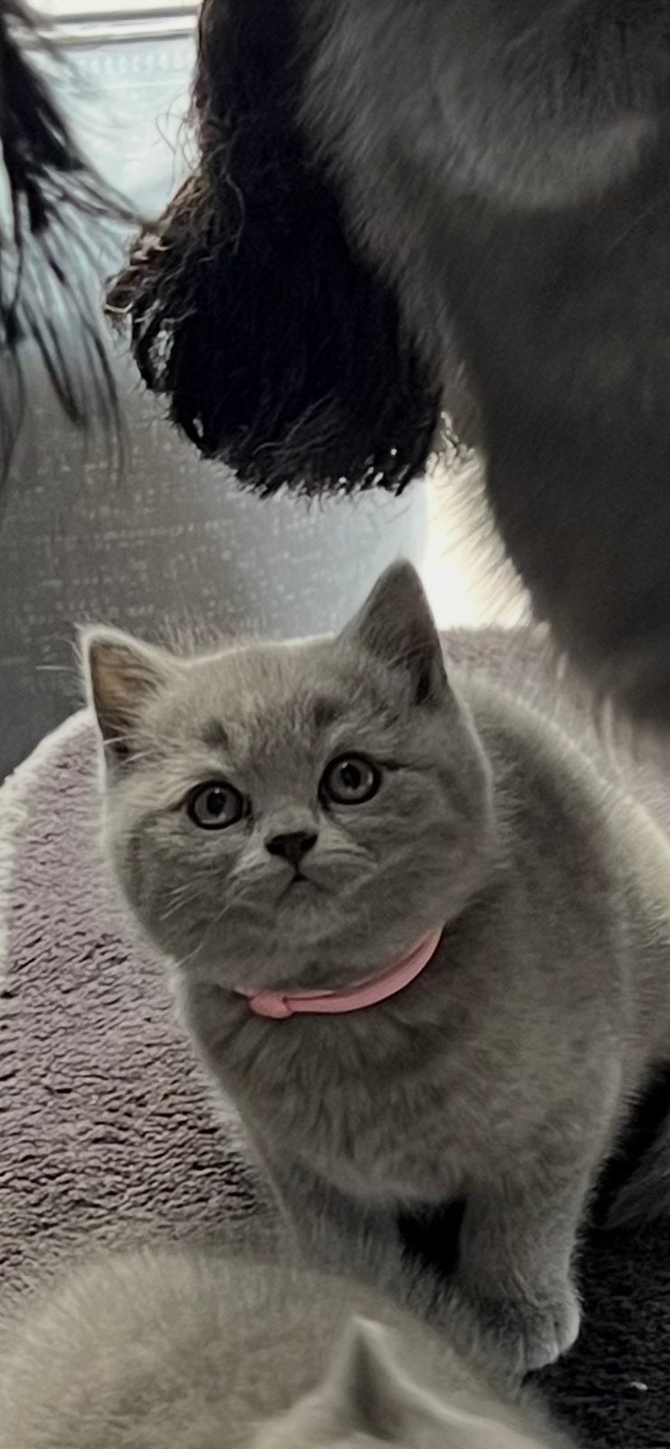 De allerschattigste brits korthaar kittens, Dieren en Toebehoren, Katten en Kittens | Raskatten | Korthaar, Meerdere dieren, Gechipt