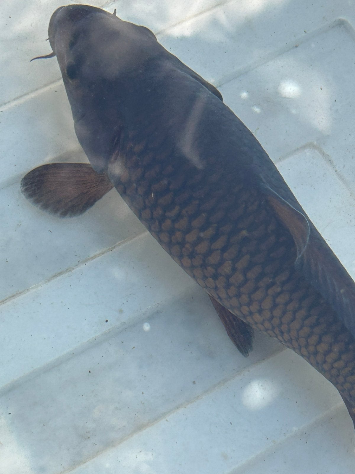 Koi karper 20 cm, Dieren en Toebehoren, Vissen | Vijvervissen, Karper of Koi