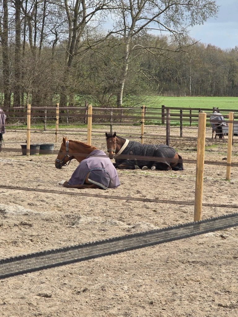 Stalling en weidegang, Stalling, 2 of 3 paarden of pony's