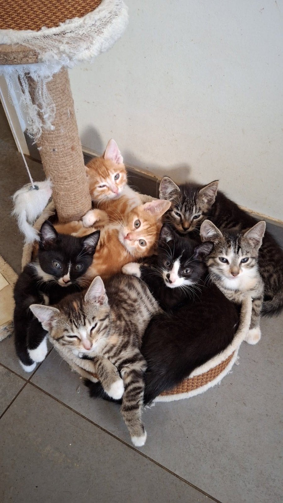 Boerderij kittens, Meerdere dieren, Kortharig, 0 tot 2 jaar