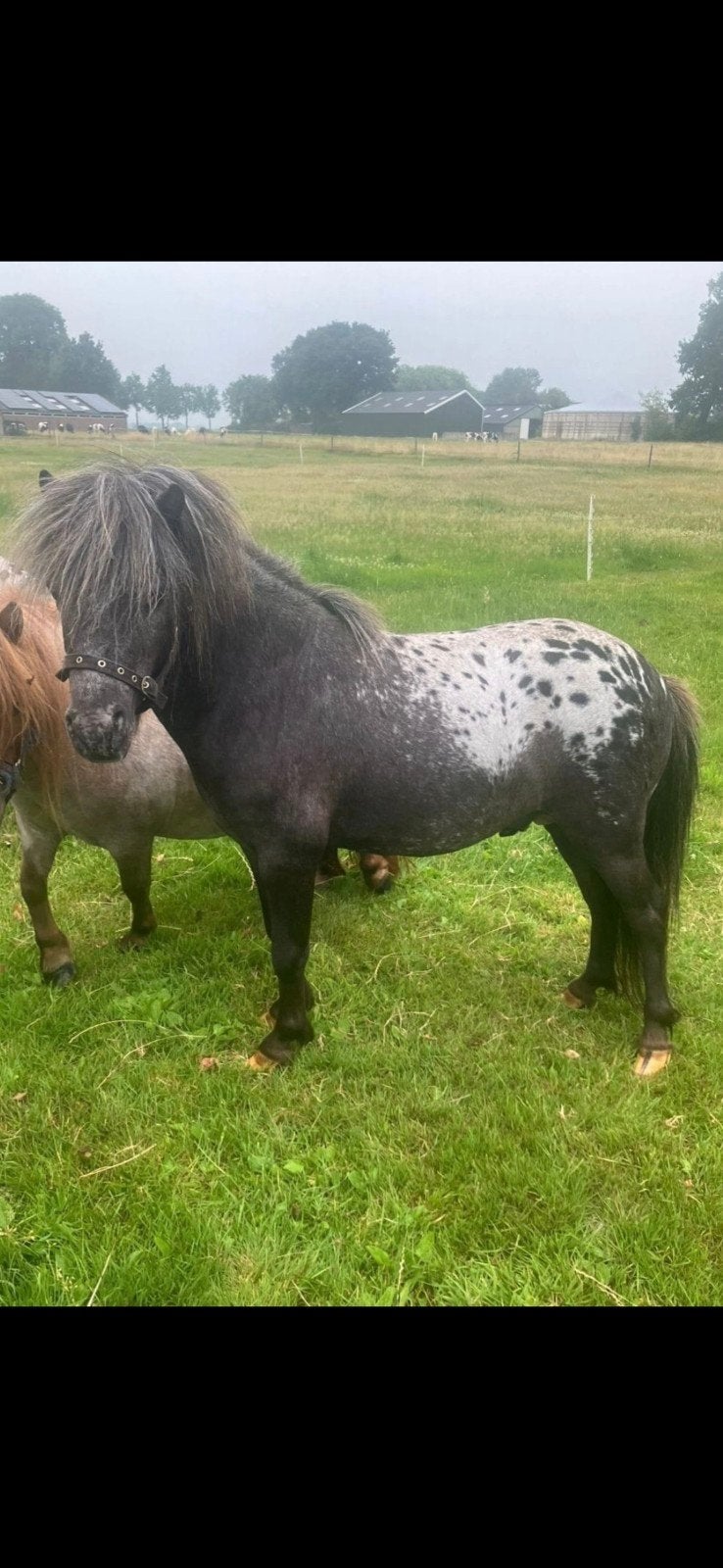 appaloose hengstje van 85 cm met stamboek., Dieren en Toebehoren, Hengst, A pony (tot 1.17m), Met stamboom, 7 tot 10 jaar