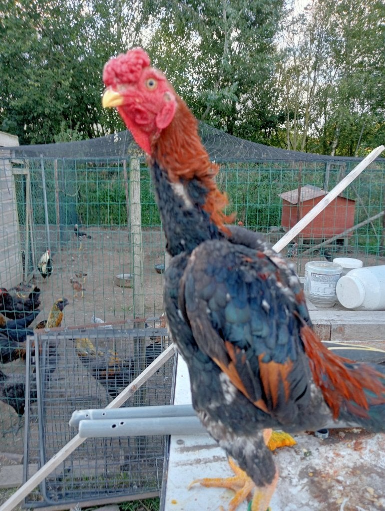 ko shamo, Dieren en Toebehoren, Meerdere dieren, Kip