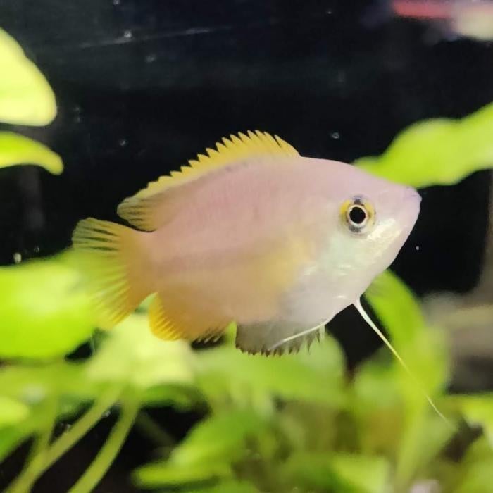 Colisa chuna, Dieren en Toebehoren, Vis