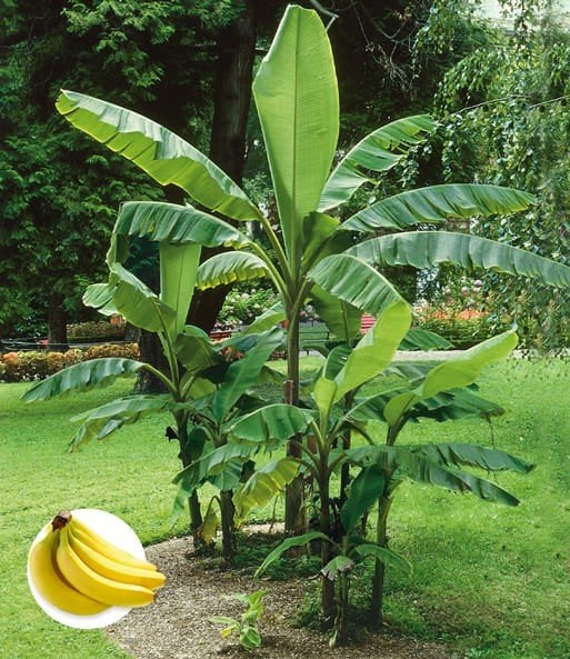 winterharde bananenplanten, Tuin en Terras, Ophalen, Volle zon, Overige soorten, 100 tot 250 cm