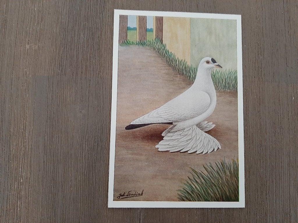 Snipduif, Joh. Lentink, albumplaat, 1960, grote kaart., Verzenden, 1960 tot 1980, Ongelopen, Vogel
