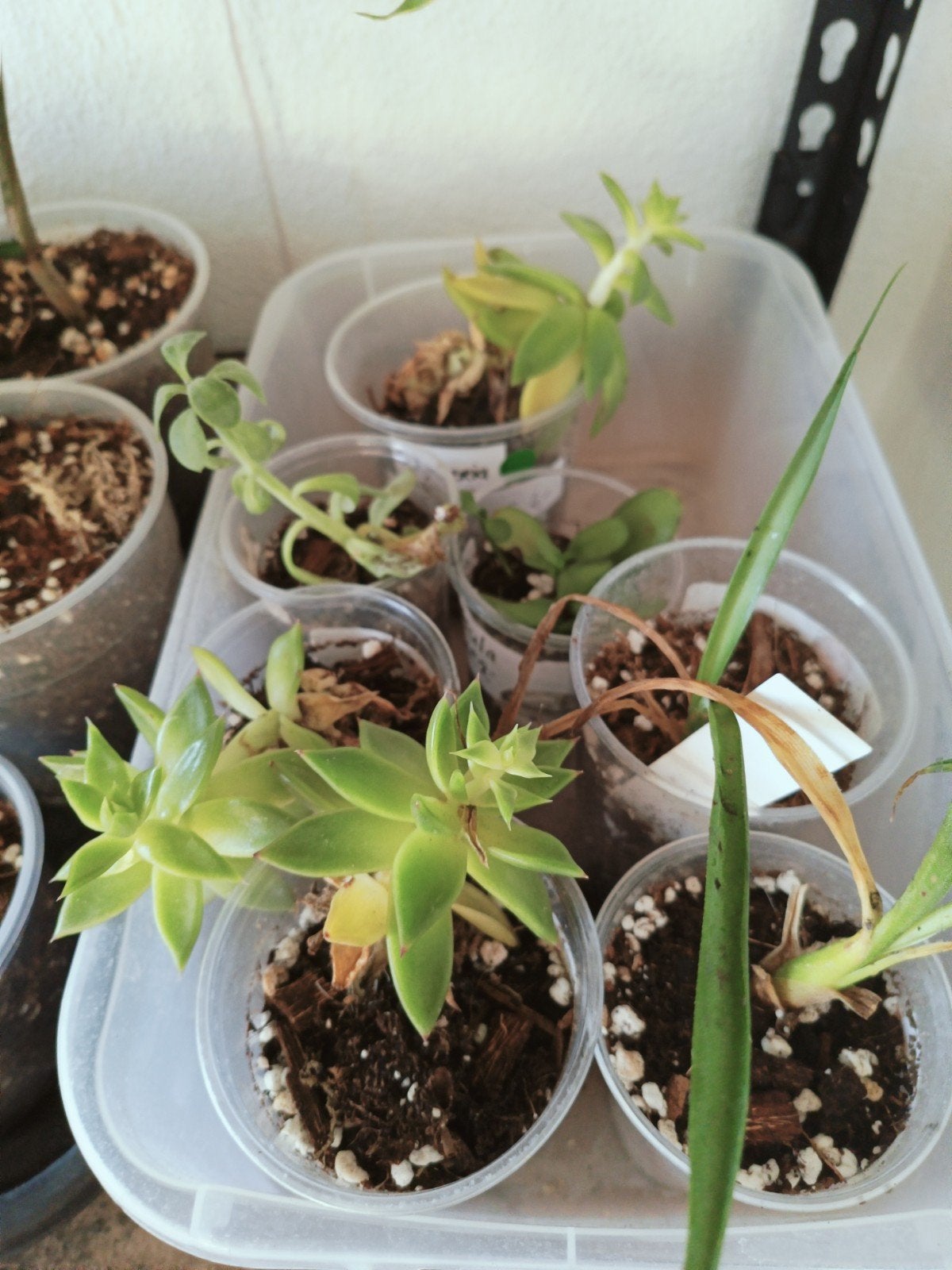 Diverse echeverias en agaves, Overige soorten, Vaste plant, Ophalen of Verzenden, Bloeit niet