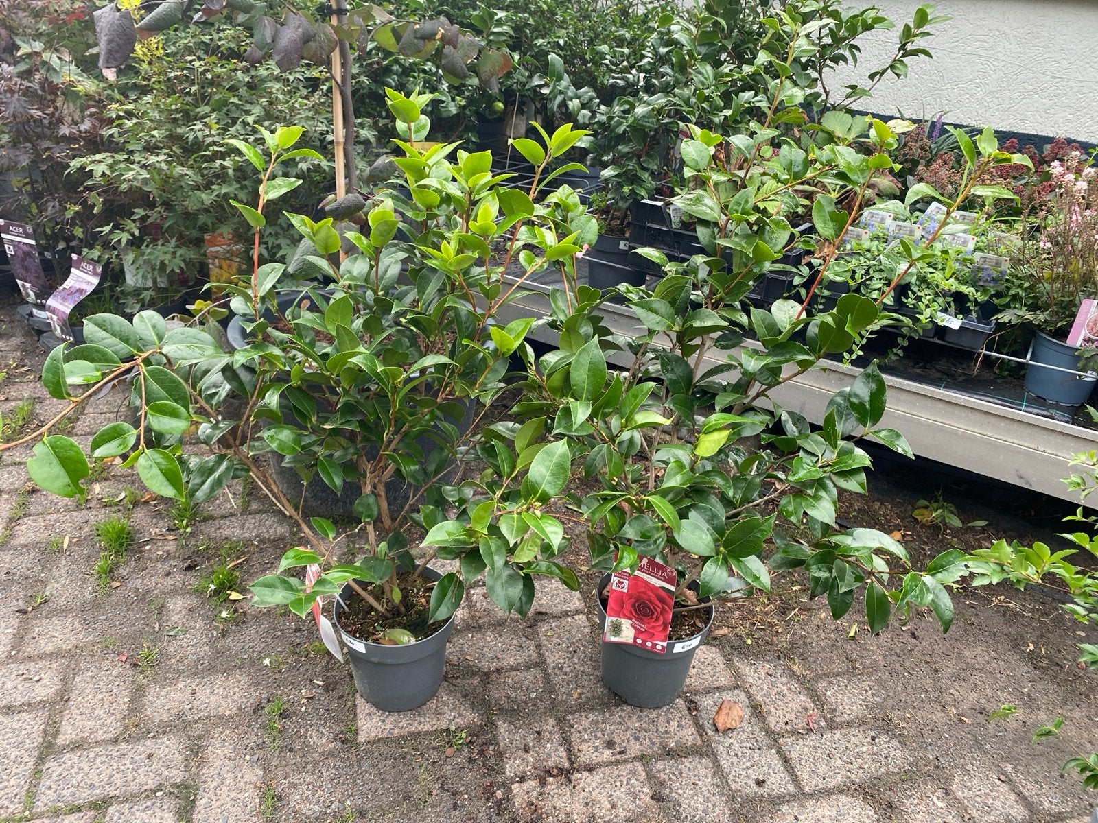 Camellia 'Black Lace' - Prachtige Camelia plant, Vaste plant, Halfschaduw, Winter, Ophalen