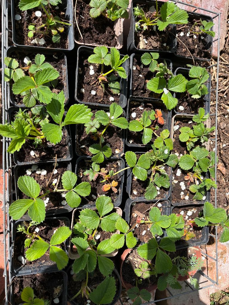 Aardbeienplantjes, Vaste plant, Ophalen of Verzenden, Halfschaduw, Fruitplanten
