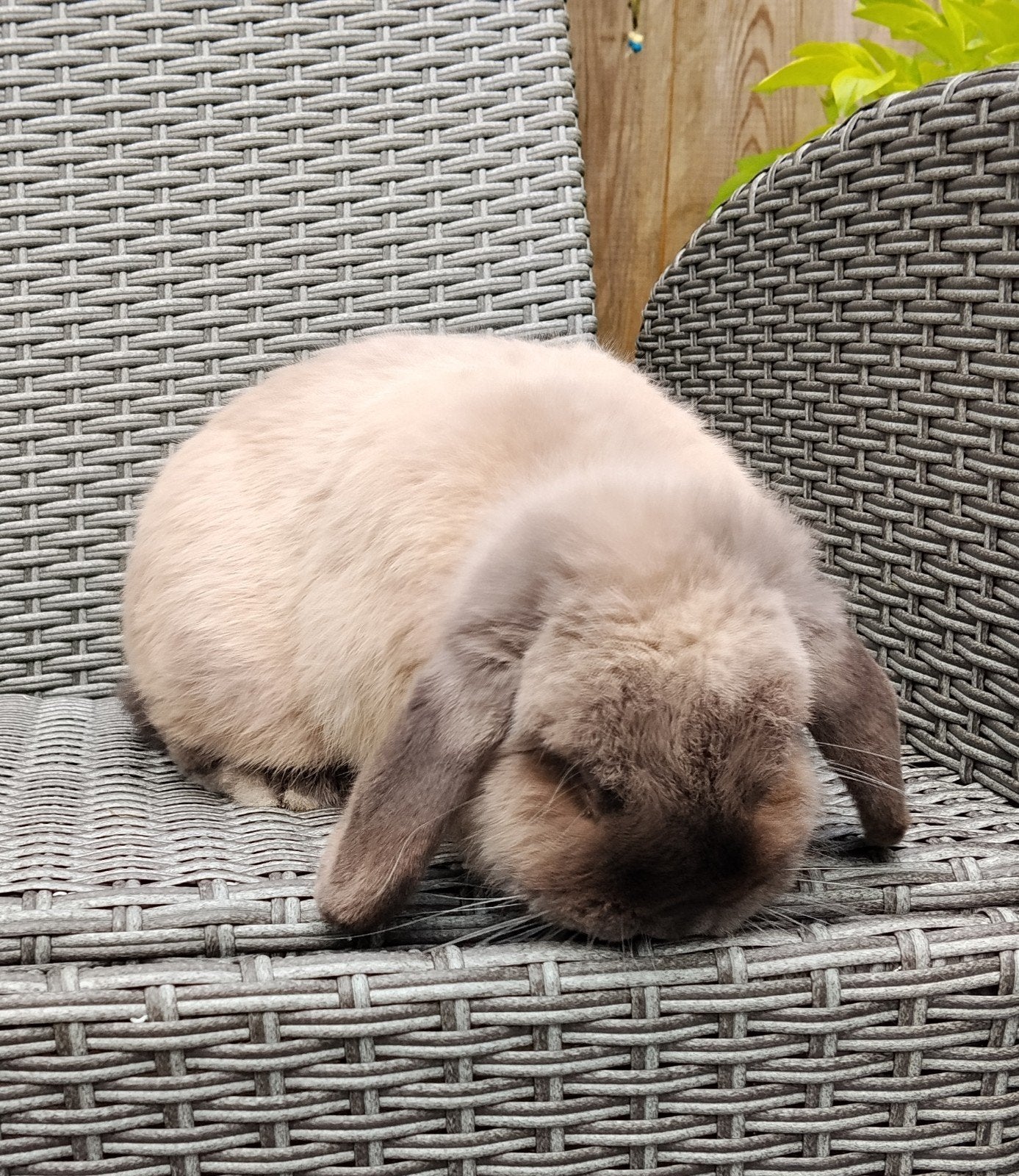 Prachtige nhd ram, Dieren en Toebehoren, Konijnen, Mannelijk, Dwerg, Hangoor, 0 tot 2 jaar