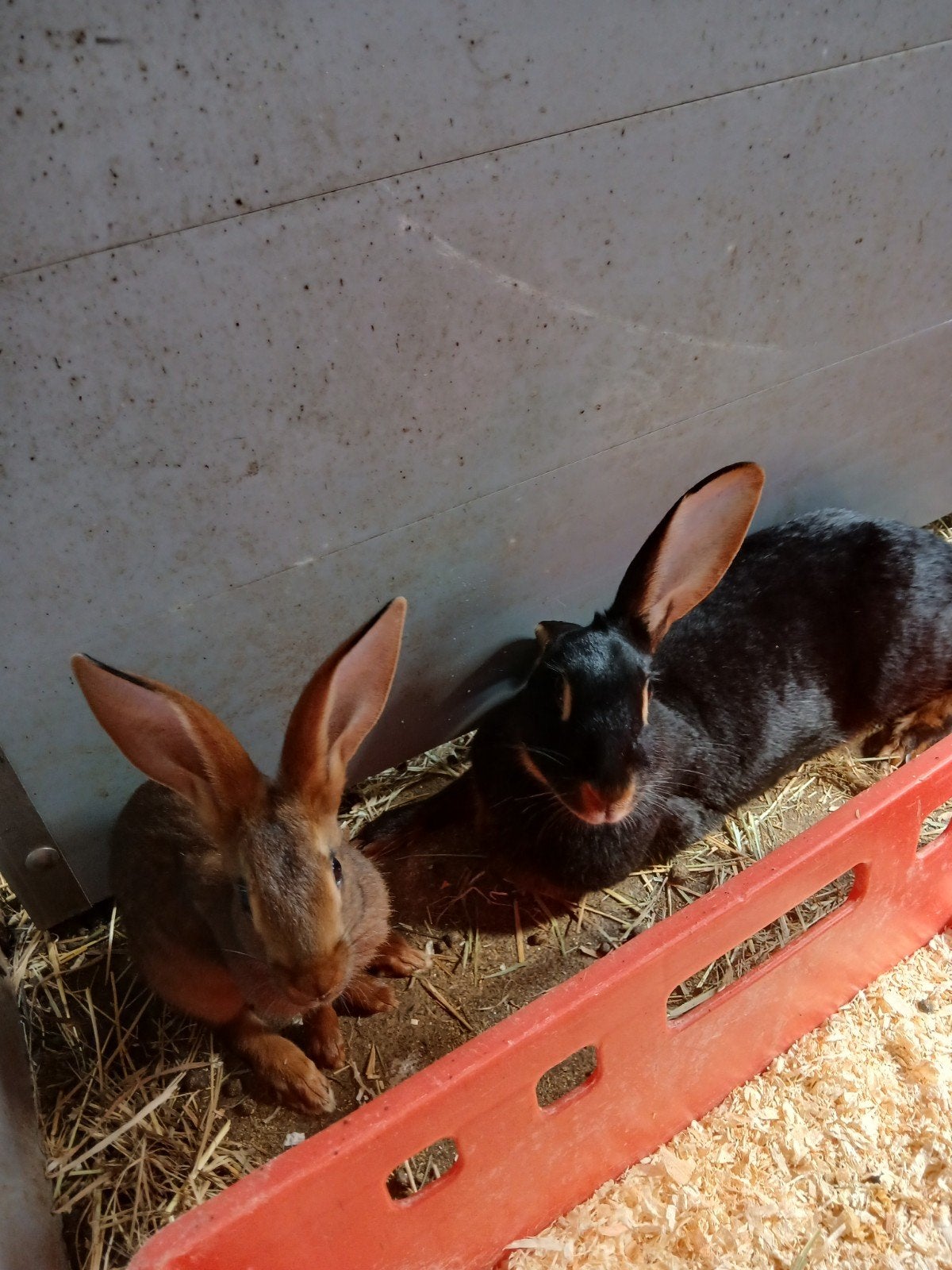 Belgische hazen, gratis m.u.v.(alle entingen gehad.), Dieren en Toebehoren, Meerdere dieren, Groot