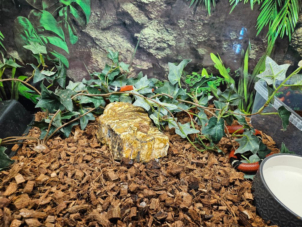Lampropeltis triangullum sinaloae Sinaloa melkslang Milk Snake - unknown for sale from TerShop