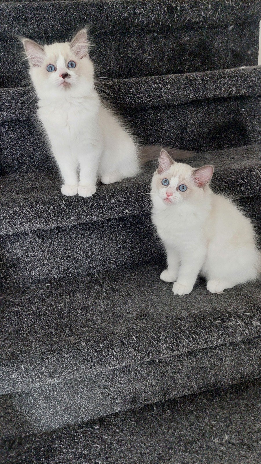 Prachtige ragdoll kittens met stamboom, Meerdere dieren, Met stamboom, 0 tot 2 jaar