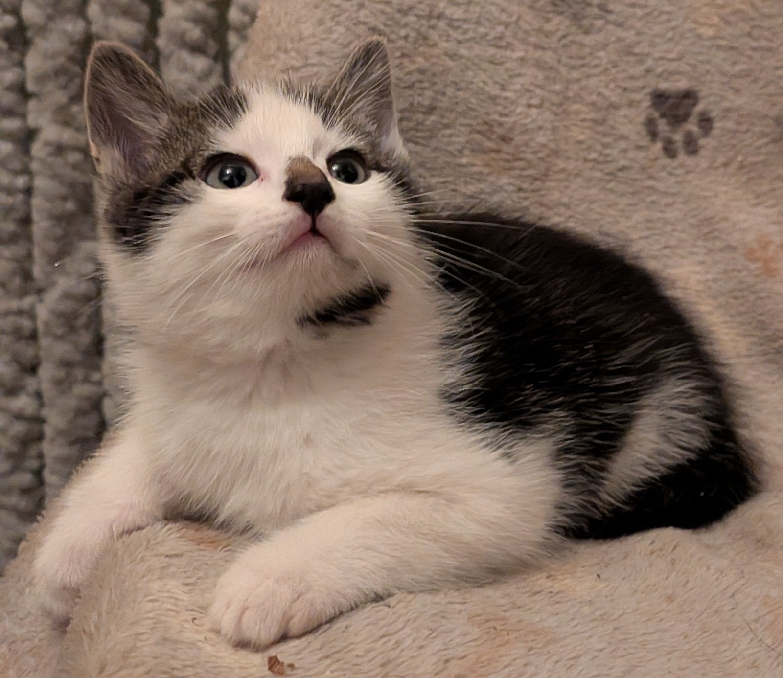 Lieve kittens te koop, Meerdere dieren, Kortharig, 0 tot 2 jaar