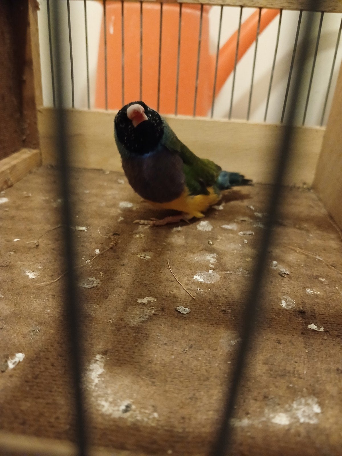 mooie ***gould man***, Mannelijk, Tropenvogel, Geringd