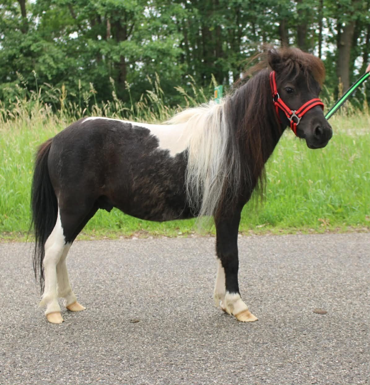Te koop twee super leuke shetlanders merrie en ruin, Meerdere dieren