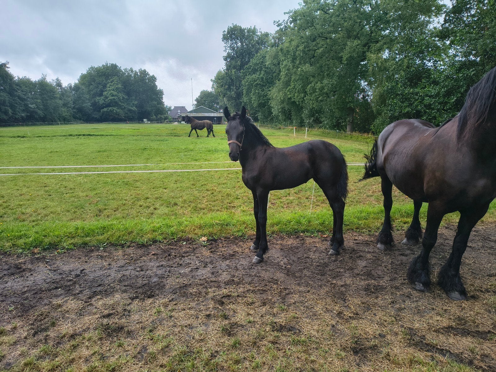 Fries merrieveulen, Dieren en Toebehoren, Paarden, Merrie, 0 tot 2 jaar
