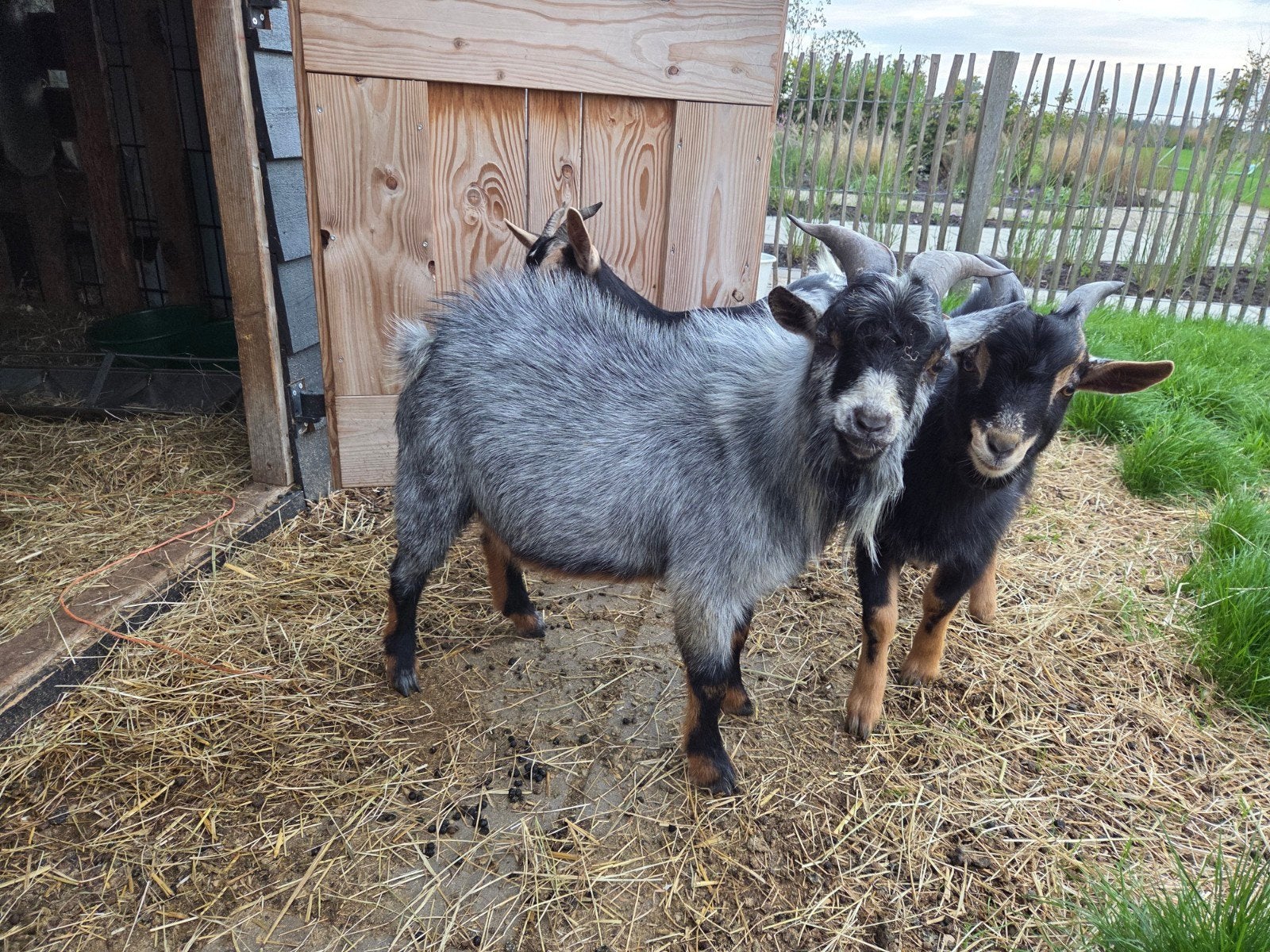 Hele mooie schimmel tan dekbok, Dieren en Toebehoren, Mannelijk, Geit