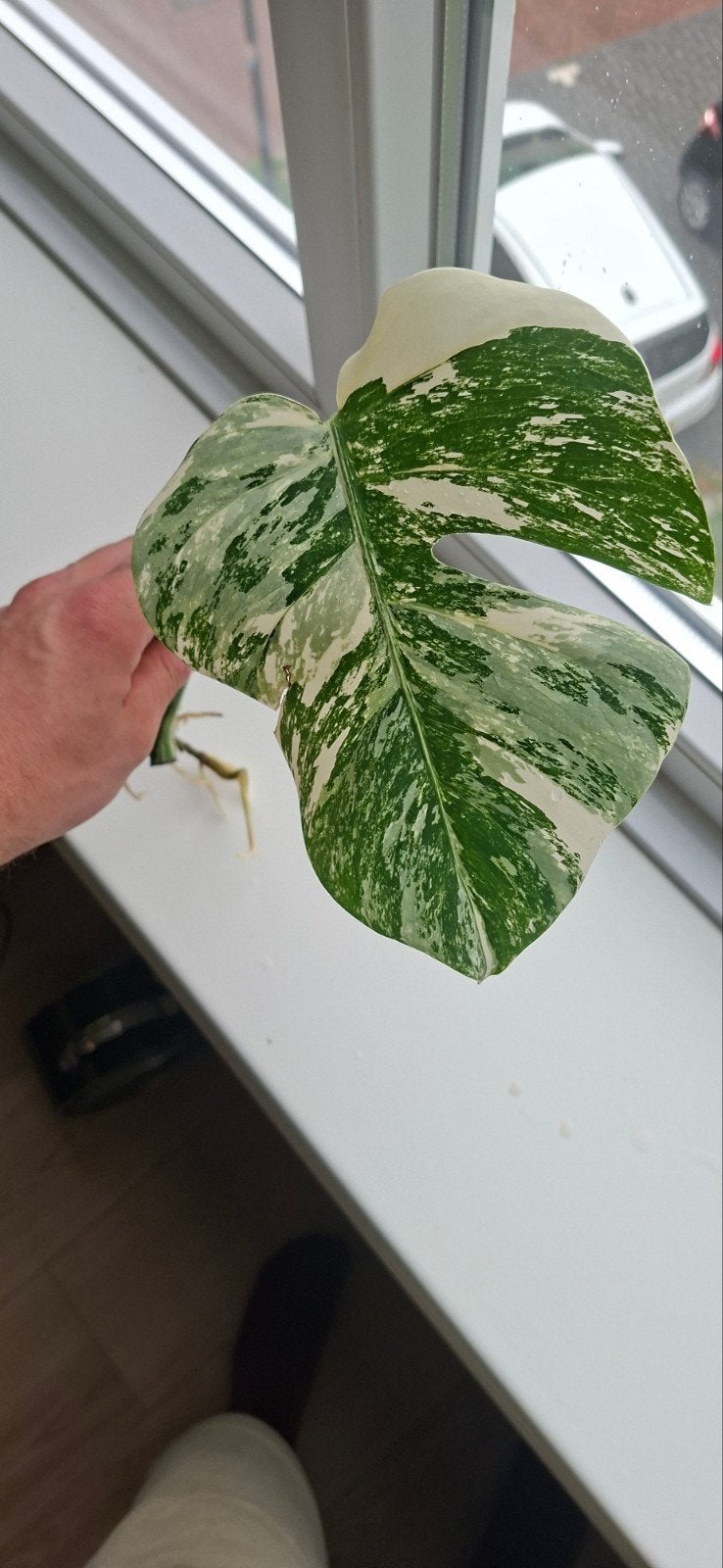 Monstera Variegata stek, goed geworteld, Overige soorten, Minder dan 100 cm, Groene kamerplant, Halfschaduw