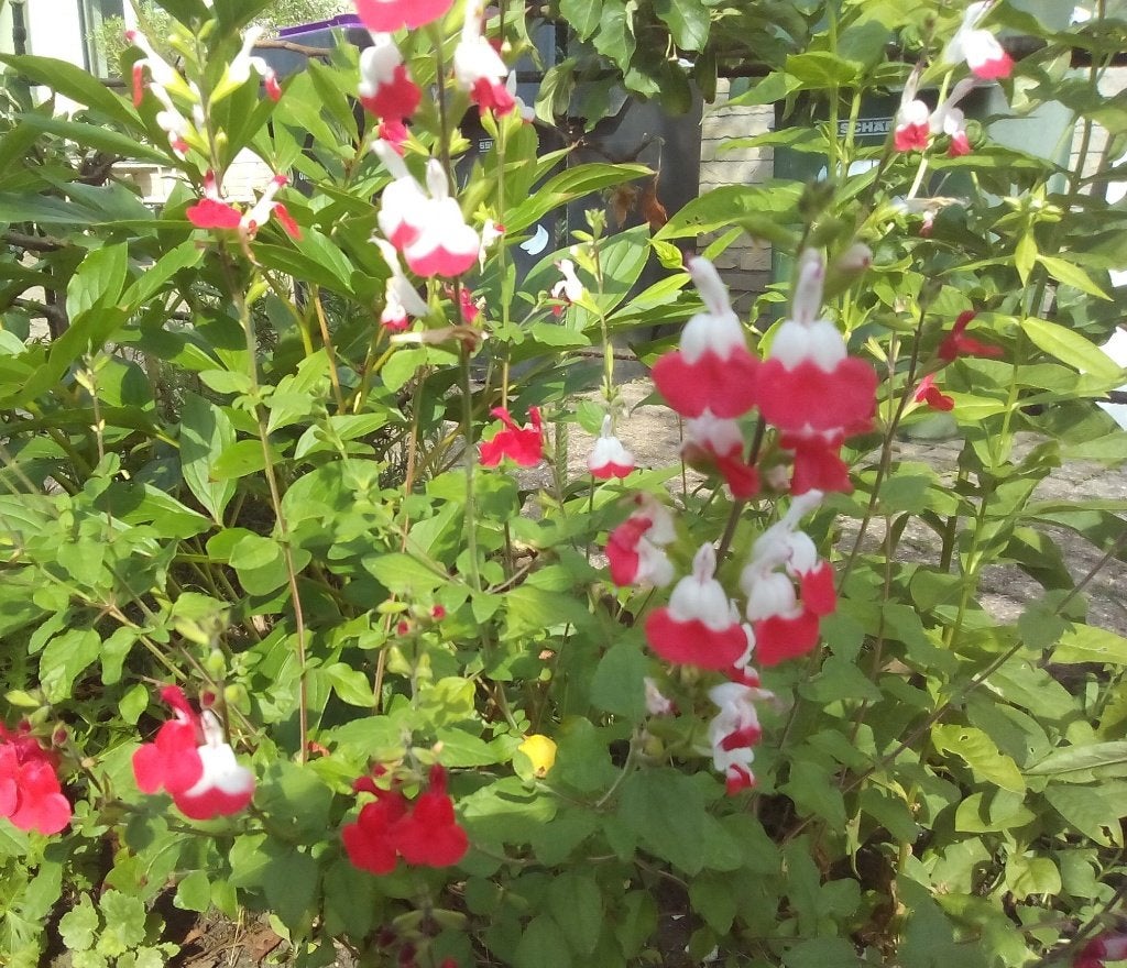 salvia hotlips, Ophalen, Eenjarig, Overige soorten, Volle zon