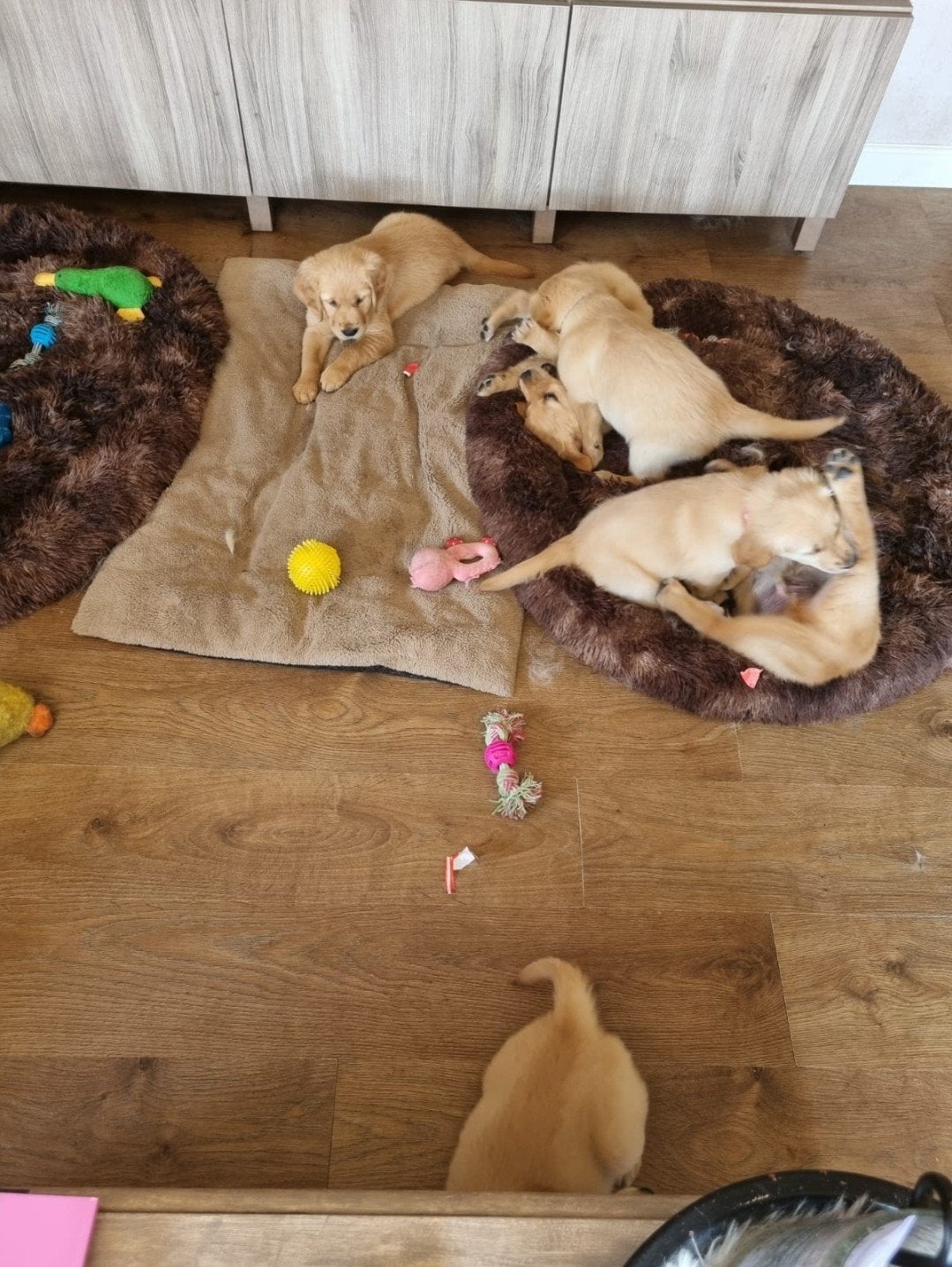 Prachtige raszuivere Golden Retriever pups, Golden retriever, Parvo, 8 tot 15 weken, Meerdere