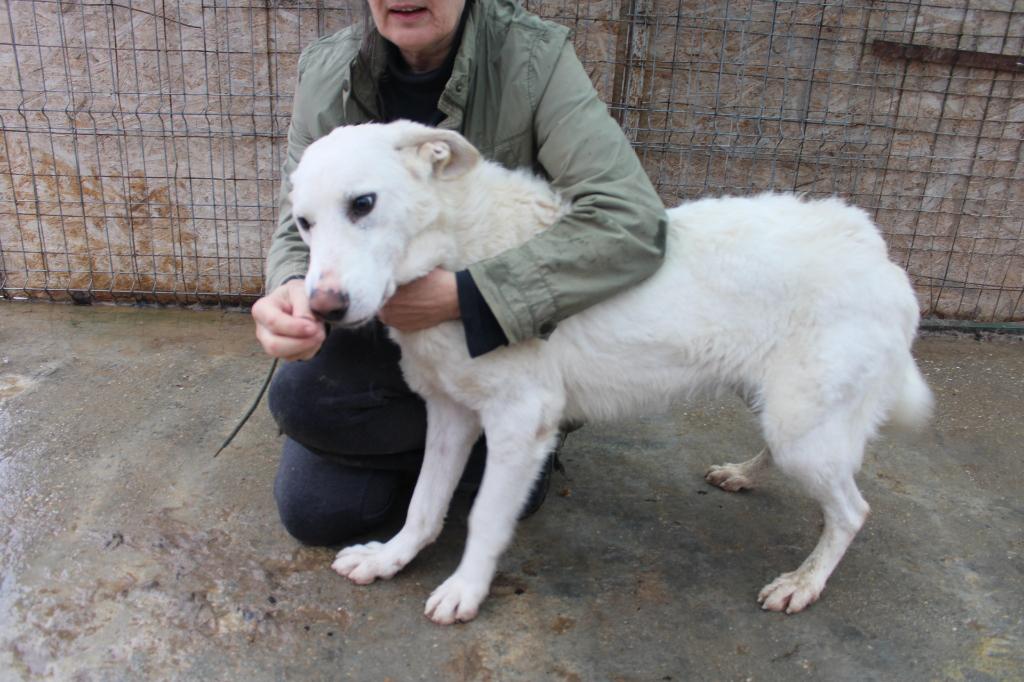 Lieve, zachtaardige Emma ter adoptie!, Dieren en Toebehoren, Honden | Niet-rashonden, Particulier, 1 tot 2 jaar, Buitenland, Teef
